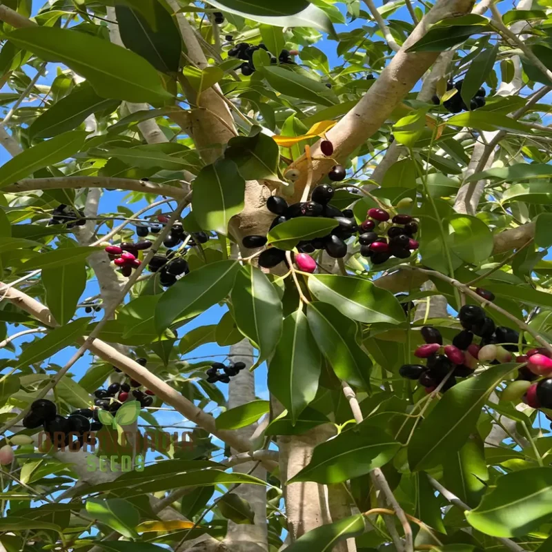 Organic Malabar Plum Fruit Seeds: Cultivate Your Lush Garden Oasis with Premium Gardening Seeds