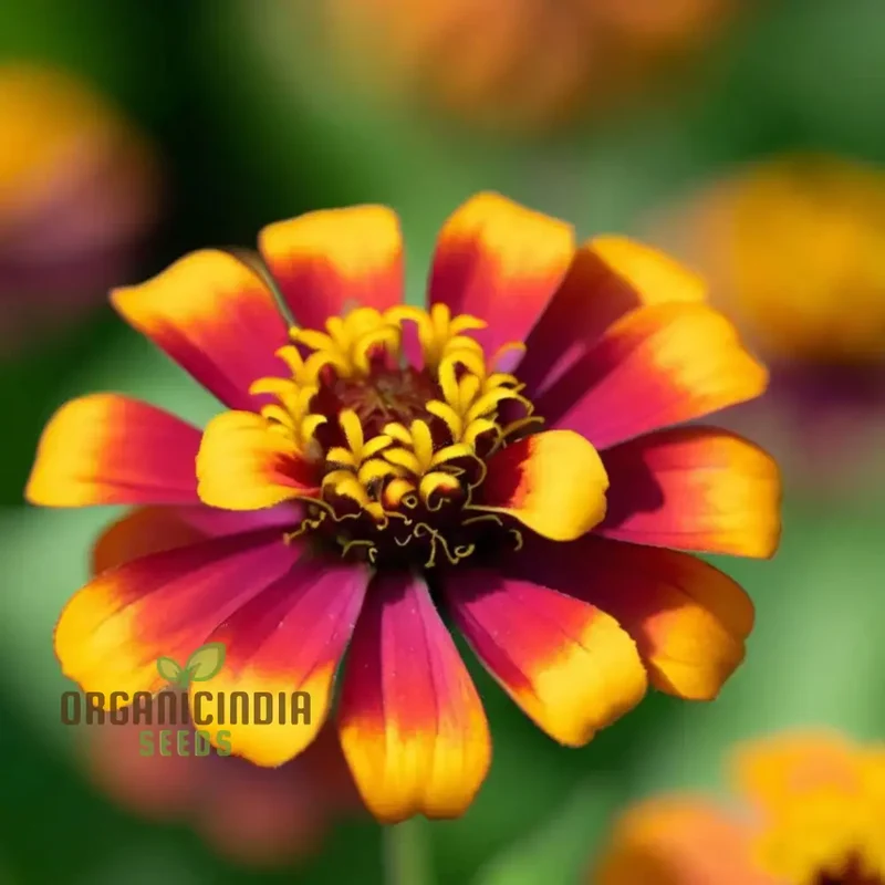 Zinnia Persian Carpet Mixed Flower Seeds, Create a Tapestry of Vibrant Blooms for Your Garden