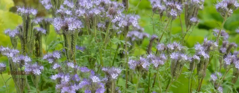 Premium Phacelia Tanacetifolia Seeds – Vibrant Blooms for Eco-Friendly Gardening