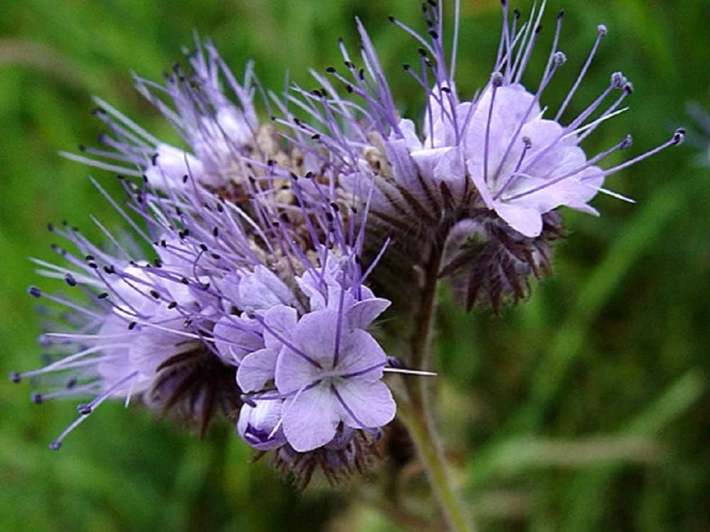 Premium Phacelia Tanacetifolia Seeds – Vibrant Blooms for Eco-Friendly Gardening