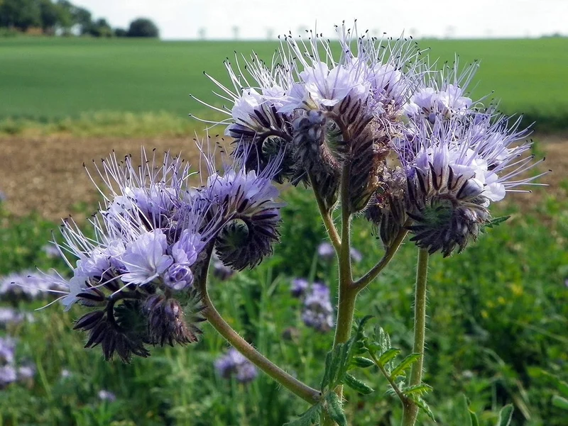 Premium Phacelia Tanacetifolia Seeds – Vibrant Blooms for Eco-Friendly Gardening