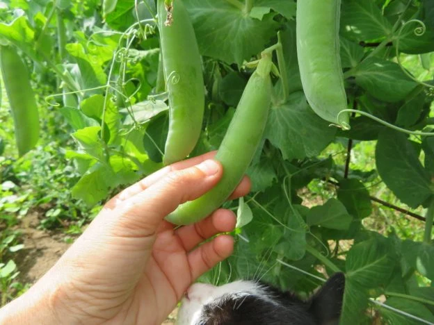Mélange de pois à écosser ( Pisum sativum var. medullare )