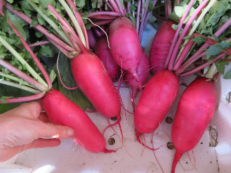 Mélange de radis ‘Daïkon’ ( Raphanus sativus var. longipinnatus )