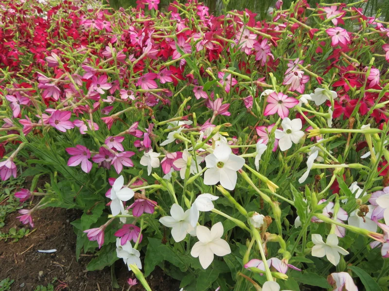 Mélange de tabac ‘Roulette’ ( Nicotiana alata )