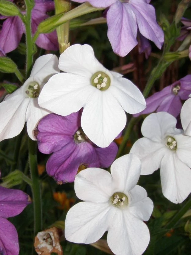 Mélange de tabac ‘sensation’ ( Nicotiana alata )