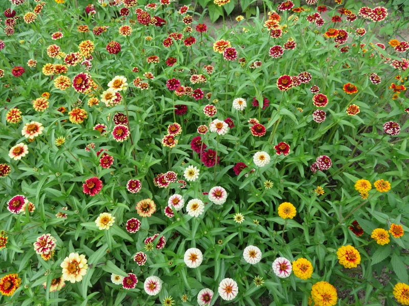 Mélange de zinnia ‘Jazzy’ ( Zinnia haageana )