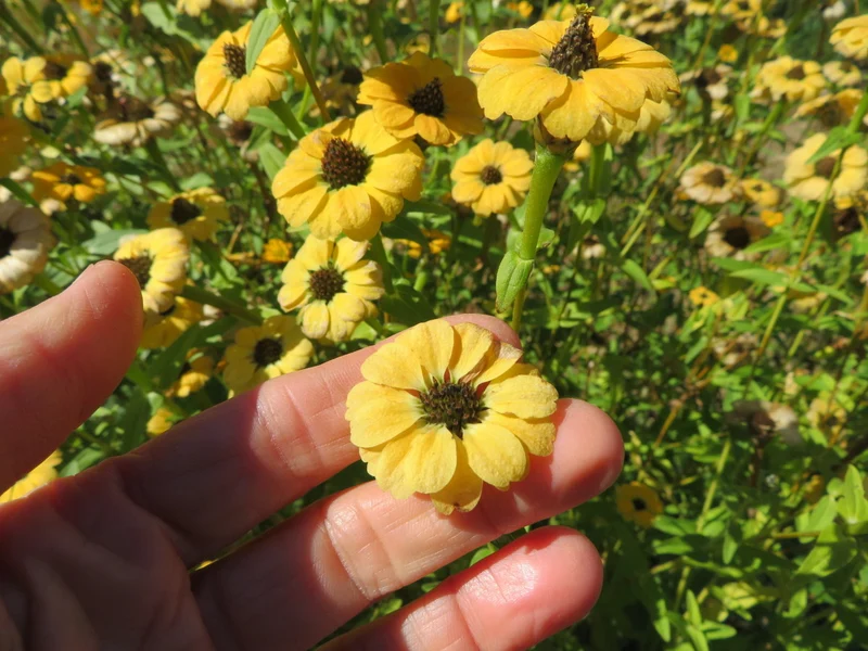 Mélange de zinnia ‘Du Pérou’ ( Zinnia peruviana )