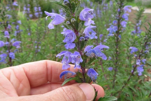 Mélisse Turque ( Dracocephalum moldavicum )