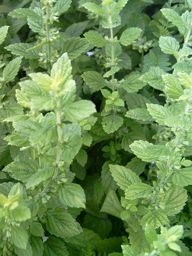 Mélisse officinale ( Melissa officinalis )