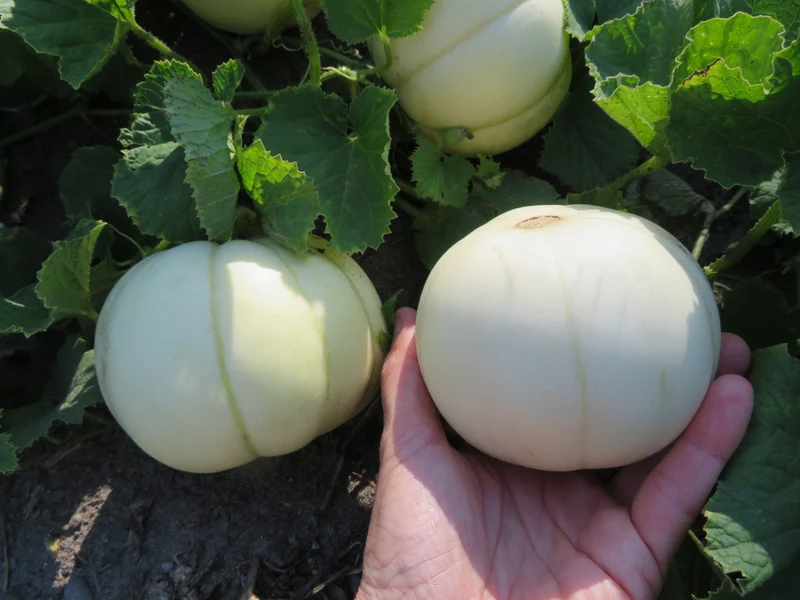 Melon ‘Kiku Chrysantheme’ ( Cucumis melo var. inodorus )