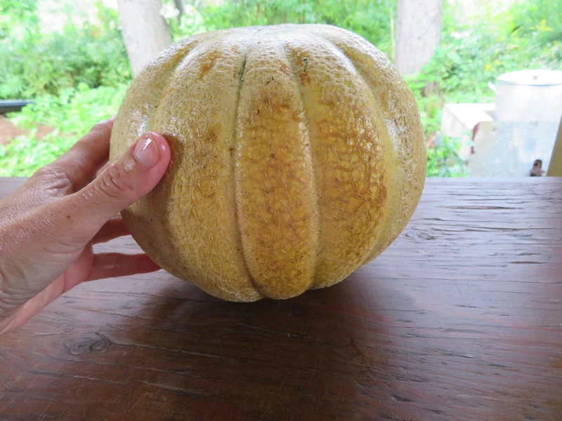 Melon ‘Tip Top’ ( Cucumis melo var. reticulatus )