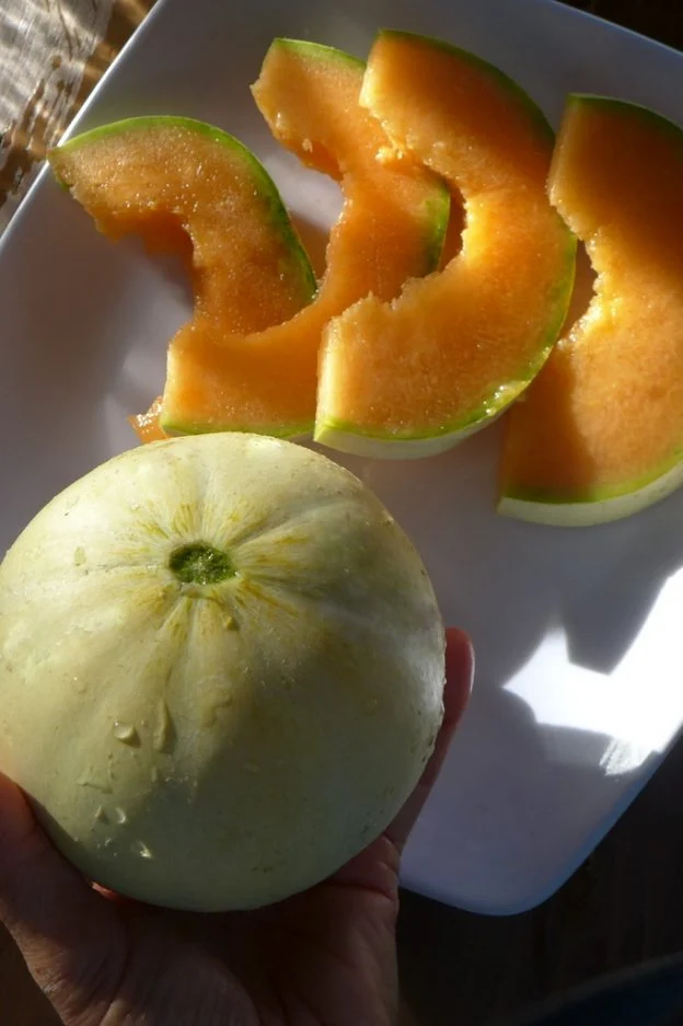Melon ‘Précoce du Rock’ ( Cucumis melo var. cantalupensis )