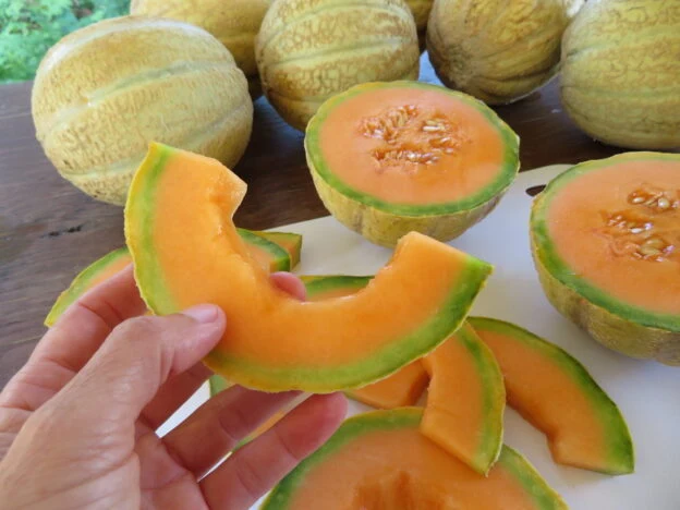 Melon ‘Trifecta’ ( Cucumis melo var. reticulatus )