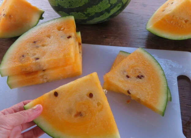 Melon d‘eau 'Leelanau Sweetglo’ ( Citrullus lanatus )