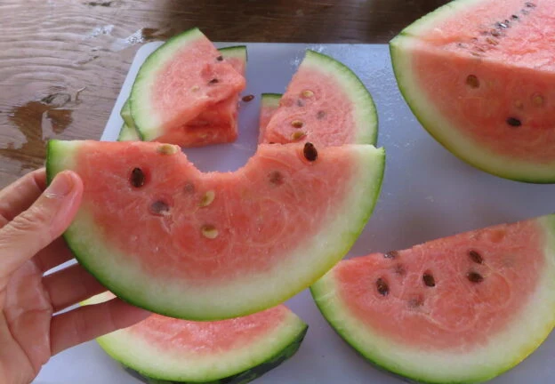 Melon d‘eau 'Chou Cheh Red’ ( Citrullus lanatus )