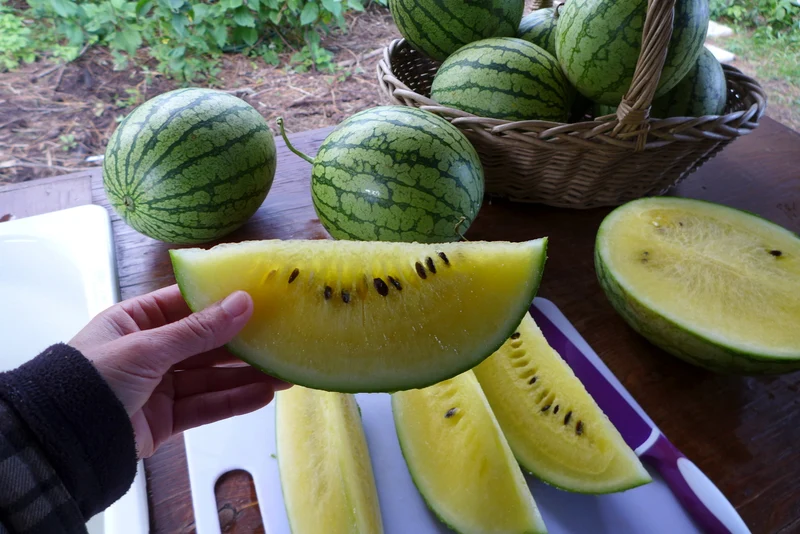 Melon d‘eau 'Petite Yellow’ ( Citrullus lanatus )