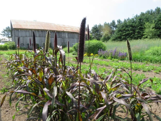 Millet ‘Purple Majesty OP’ ( Pennisetum glaucum )