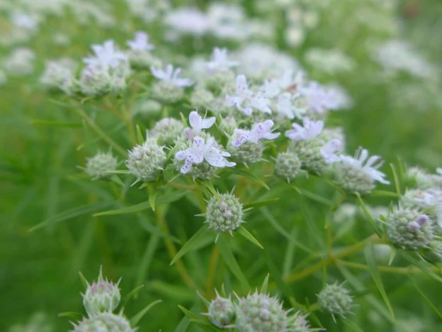 Menthe des montagnes ( Pycnanthemum pilosum )