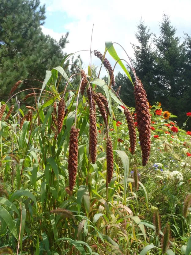 Millet des oiseaux ( Setaria italica )