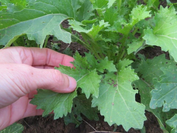Mizuna vert ‘Kyoto’ ( Brassica rapa var. japonica )