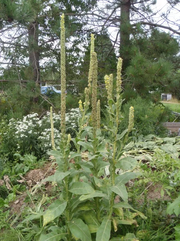 Molène vulgaire ( Verbascum thapsus )