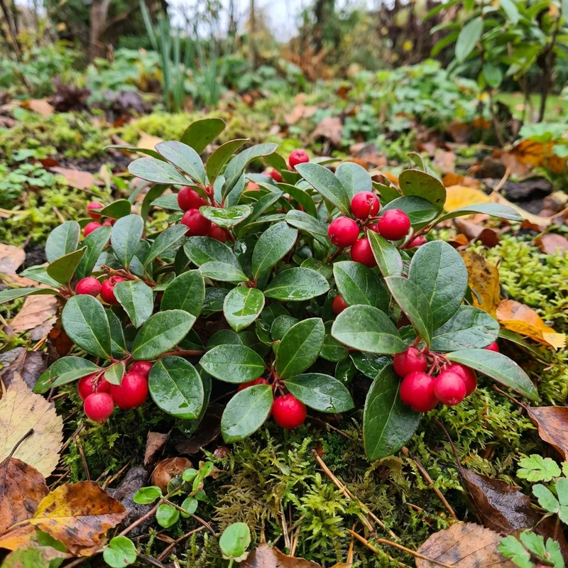 Red Wintergreen Fruit Seeds (Gaultheria procumbens) – Heirloom Hardy Berry Plant for Gardens