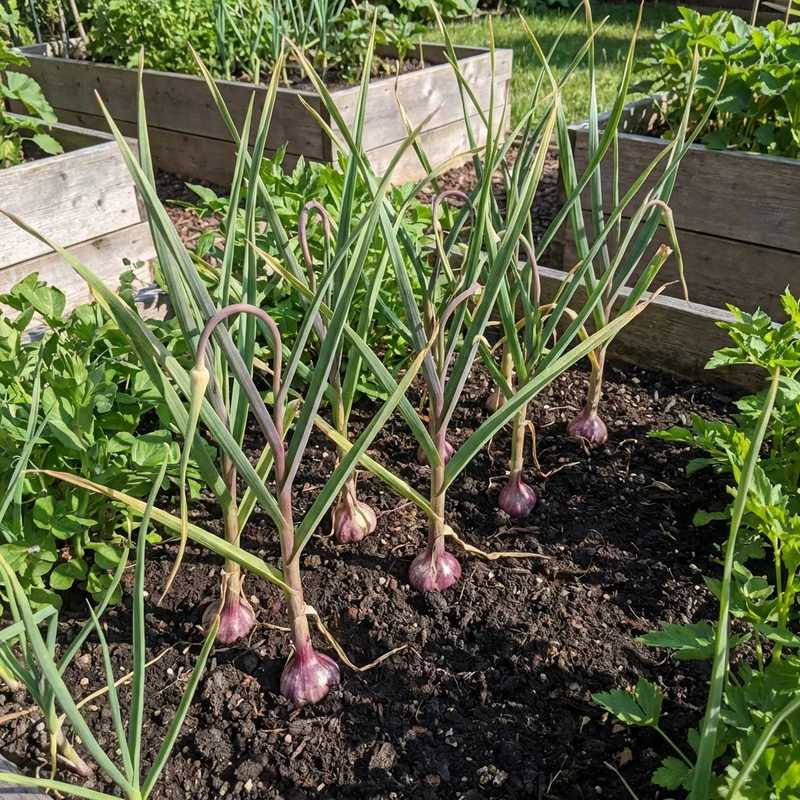 Black Garlic Seeds (Allium sativum) – Multi-Colour Heirloom Garlic for Garden Growing