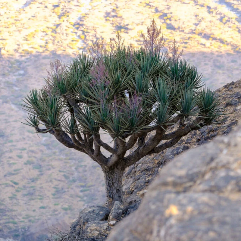 Dracaena Serrulata plant (Drakenbloedboom - Arabië - Yemen) 15 cm hoog