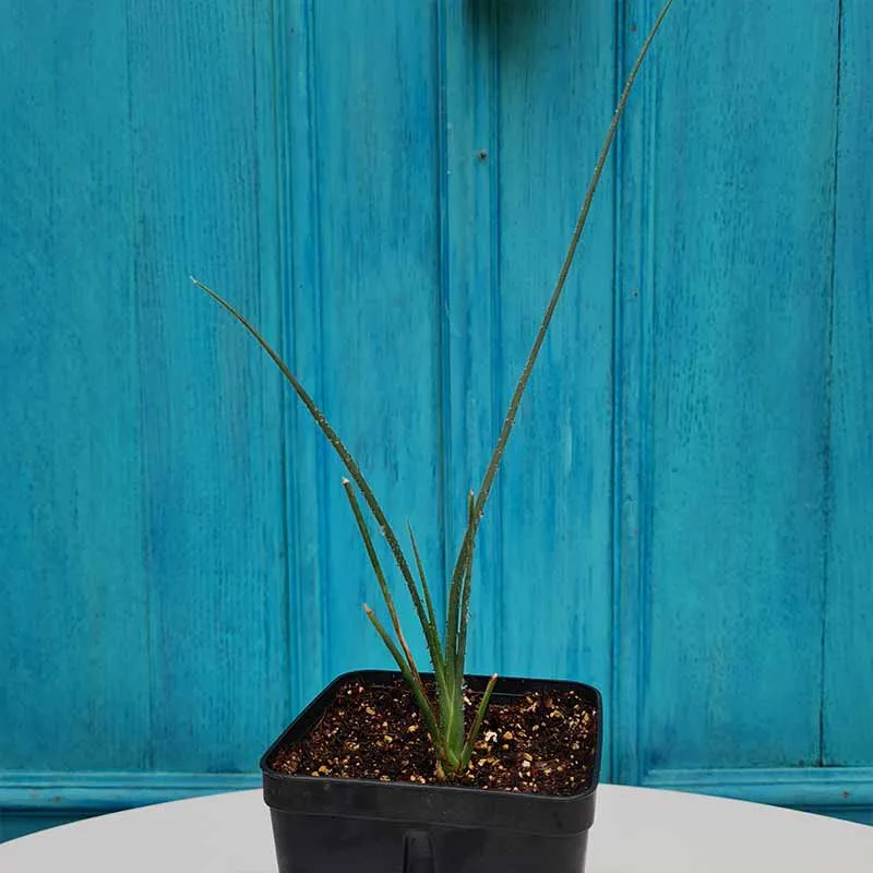 Dracaena Serrulata plant (Drakenbloedboom - Arabië - Yemen) 15 cm hoog