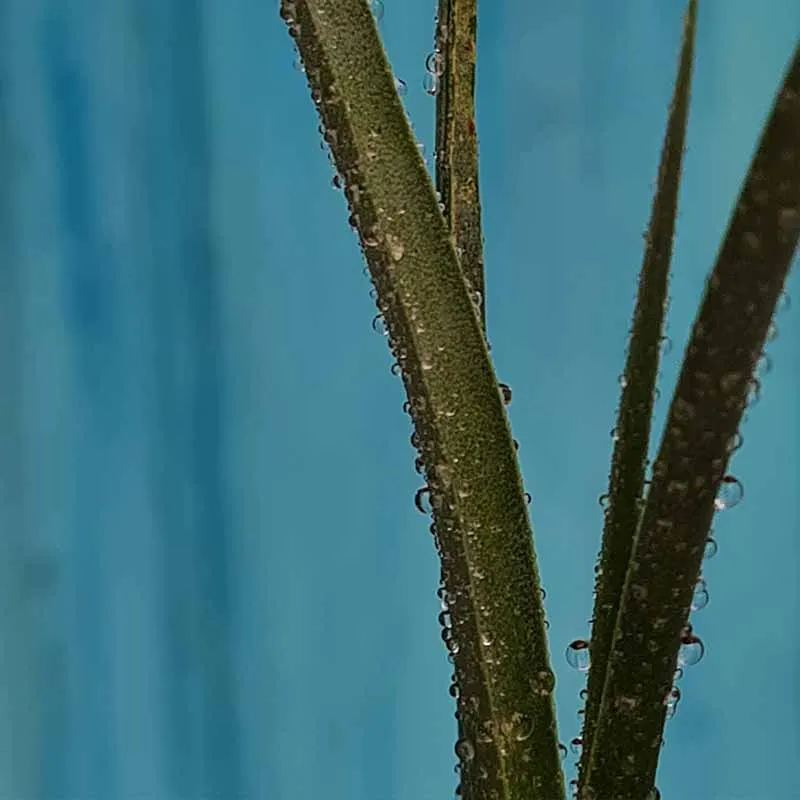 Dracaena Serrulata plant (Drakenbloedboom - Arabië - Yemen) 15 cm hoog