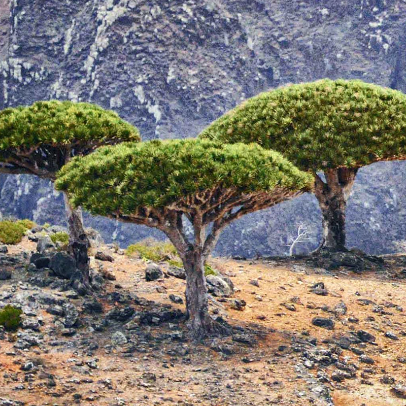 Dracaena Cinnabari plant (Socotra Drakenbloedboom) 10 cm hoog