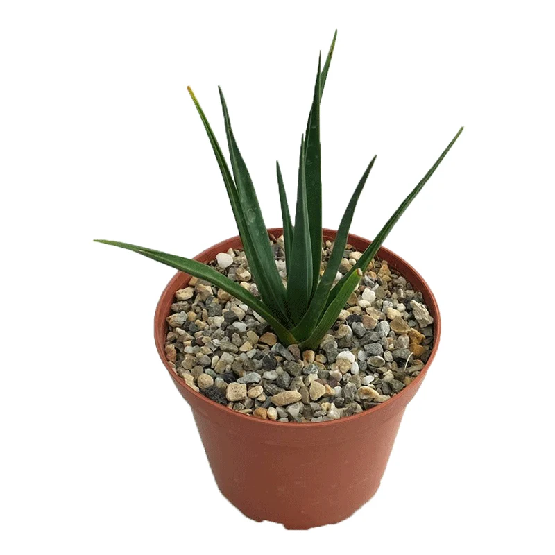 Dracaena Cinnabari plant (Socotra Drakenbloedboom) 10 cm hoog