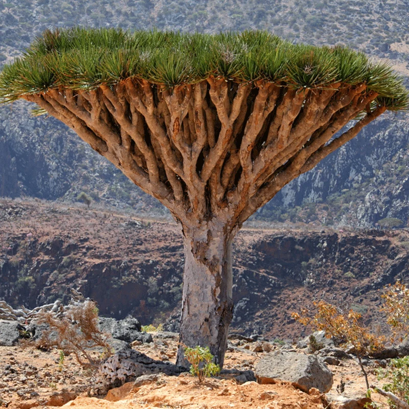 Dracaena Cinnabari zaadjes (Socotra Drakenbloedboom)