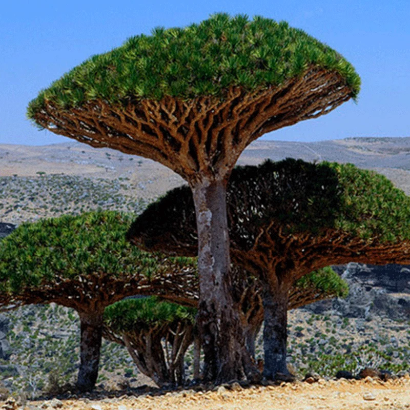 Dracaena Cinnabari zaadjes (Socotra Drakenbloedboom)