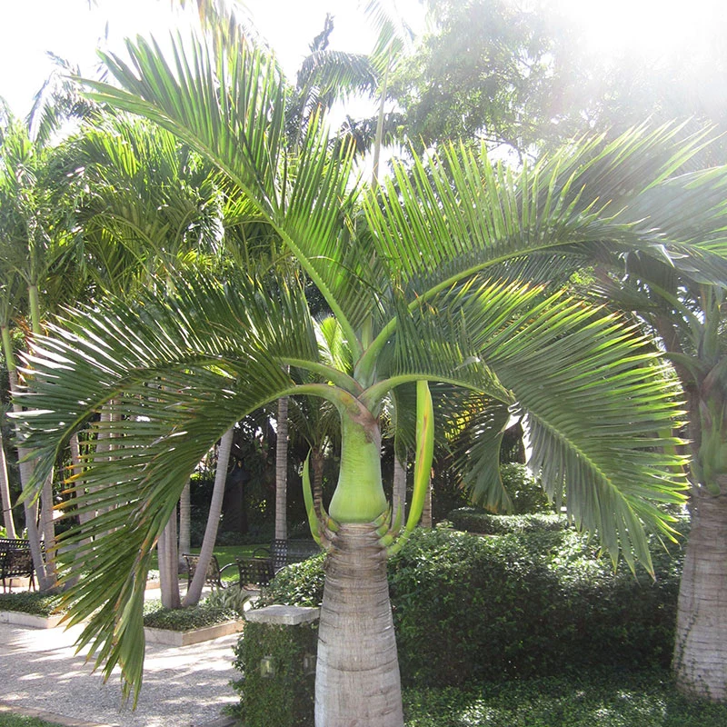Spindle Palm zaden hyophorbe Verschaffeltii