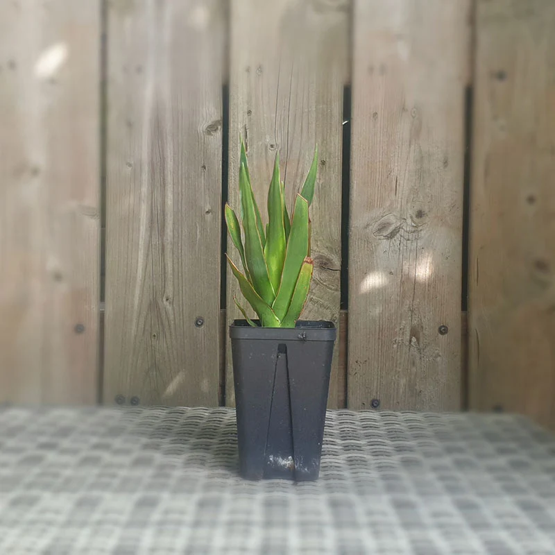 Drakenbloedboom | dracaena draco | (totale hoogte 10 - 20 cm incl pot)