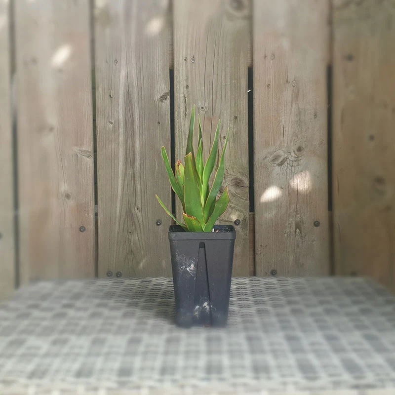 Drakenbloedboom | dracaena draco | (totale hoogte 10 - 20 cm incl pot)