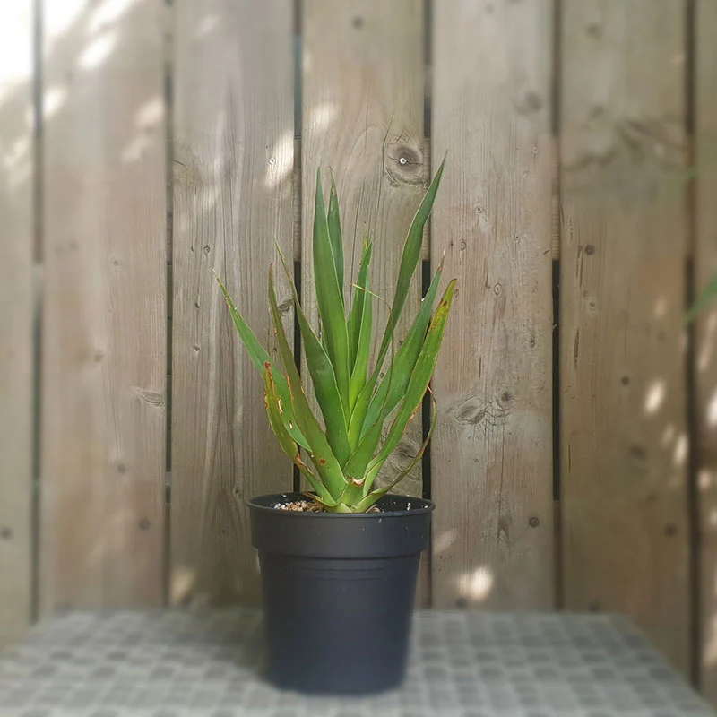 Drakenbloedboom | dracaena draco | (totale hoogte 40 - 50 cm incl pot)