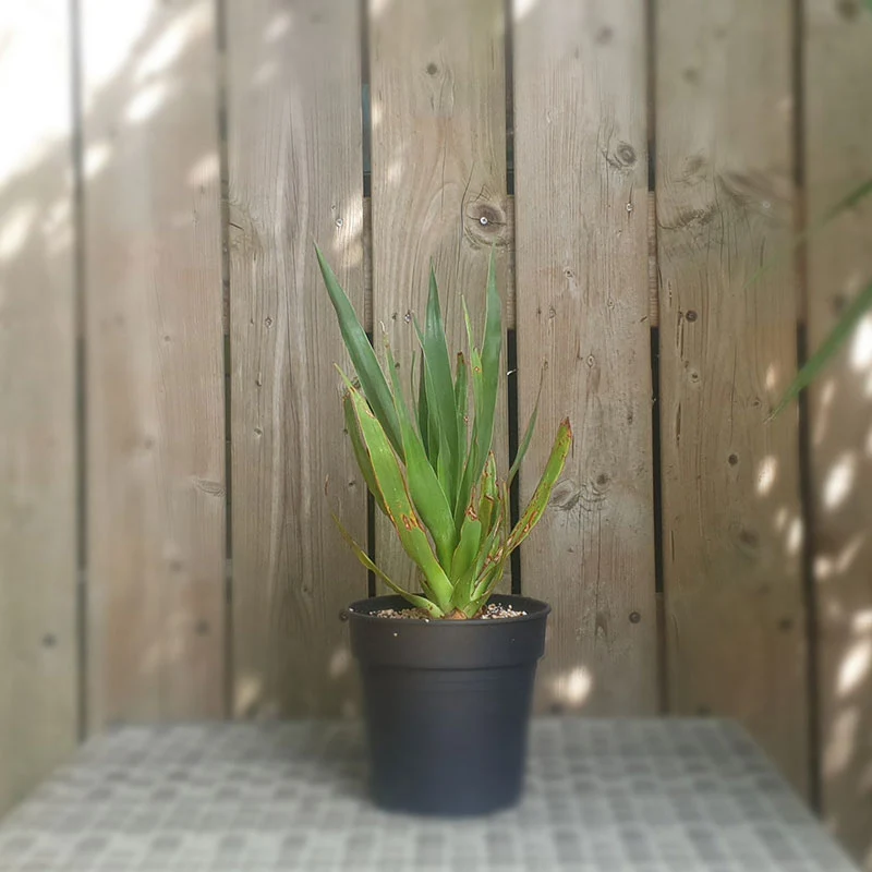 Drakenbloedboom | dracaena draco | (totale hoogte 40 - 50 cm incl pot)