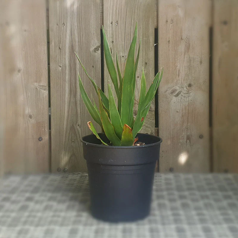 Drakenbloedboom | dracaena draco | (totale hoogte 30 - 40 cm incl pot)