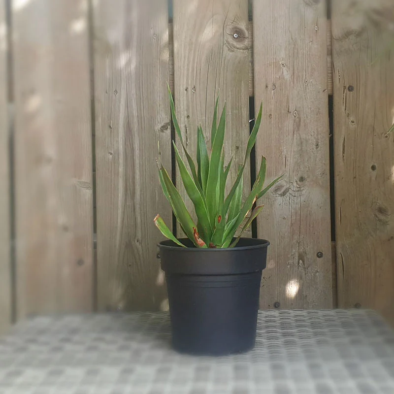 Drakenbloedboom | dracaena draco | (totale hoogte 30 - 40 cm incl pot)