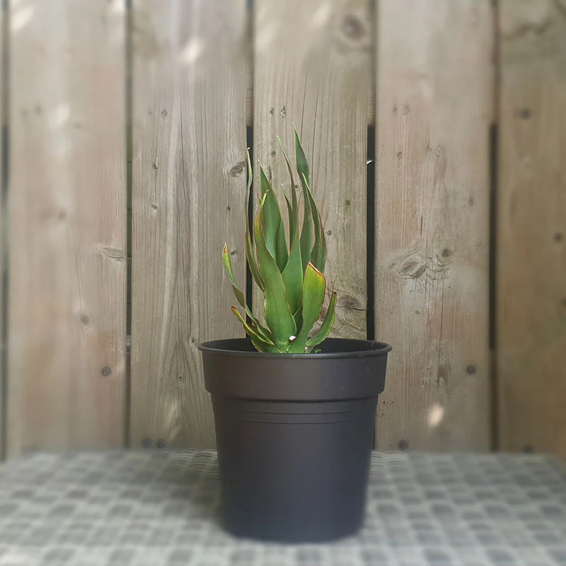 Drakenbloedboom | dracaena draco | (totale hoogte 20 - 30 cm incl pot)