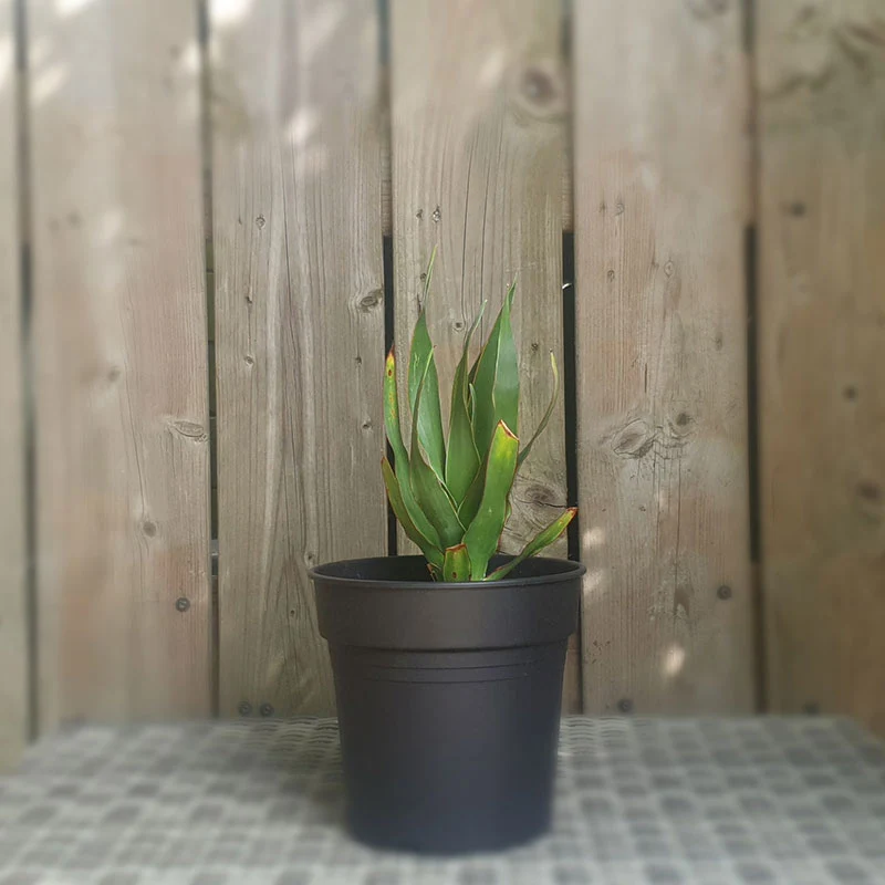 Drakenbloedboom | dracaena draco | (totale hoogte 20 - 30 cm incl pot)