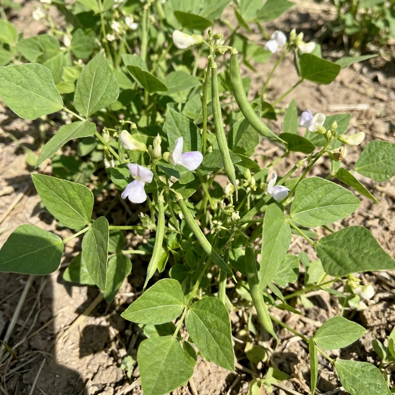 Phaseolus acutifolius Green Tepary Bean for Home Garden Growing