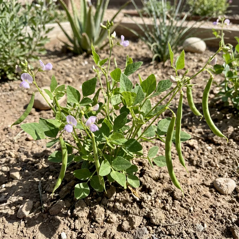 Green Tepary Bean Seeds for Planting – Heirloom, Non-GMO, High Germination Organic Garden Seeds for Drought-Tolerant Growing