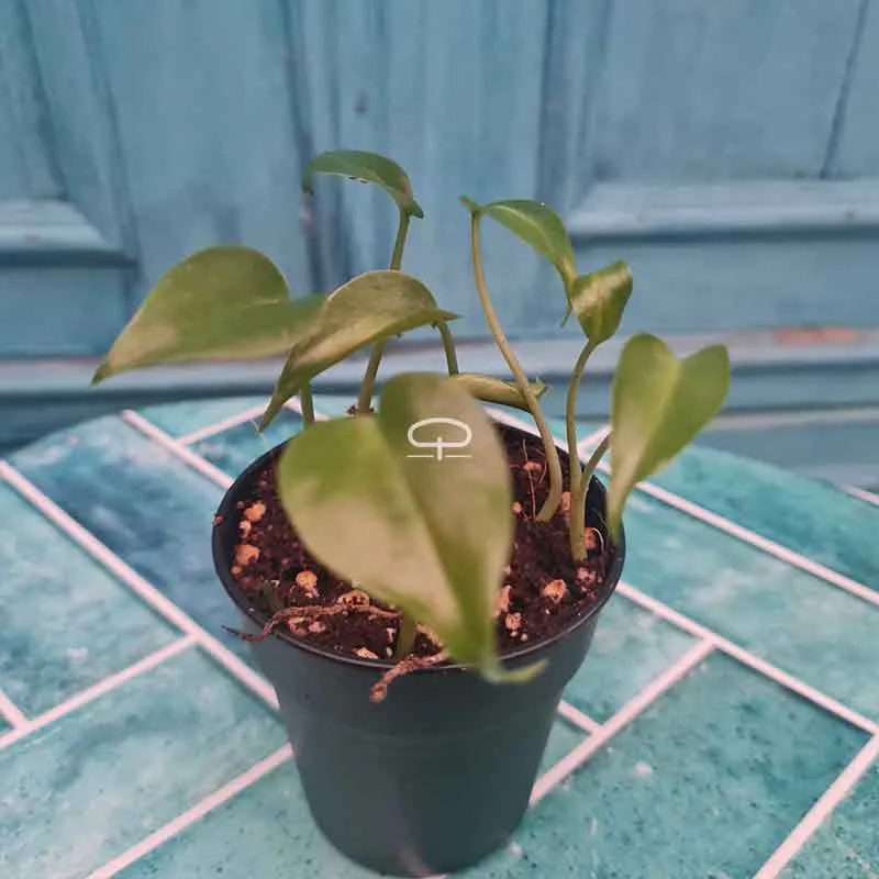 Bundeltje 7 Monstera Deliciosa zaailingen (gatenplant)