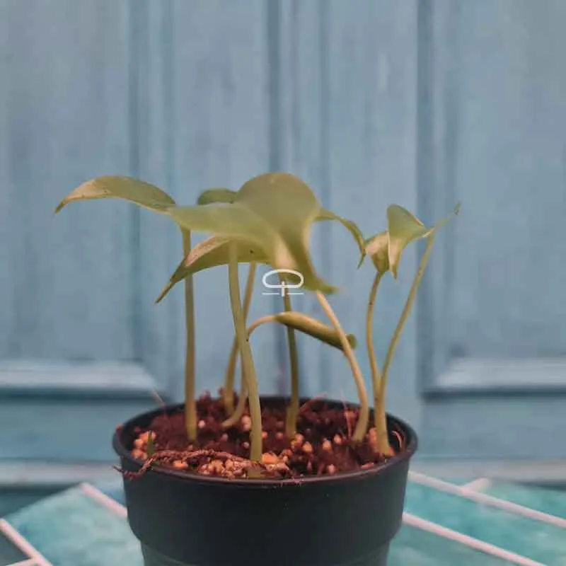 Bundeltje 7 Monstera Deliciosa zaailingen (gatenplant)