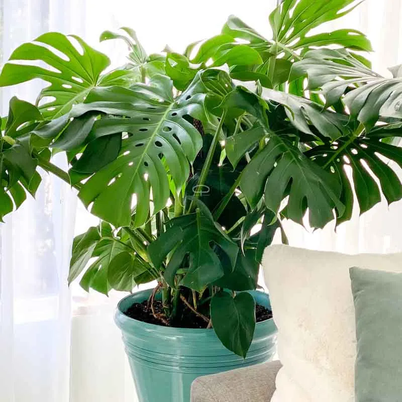 Verse Monstera Deliciosa zaden (gatenplant)
