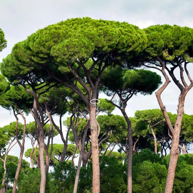 Pinus Pinea zaden (Pijnboom - Pino Piñonero - Parasolden)