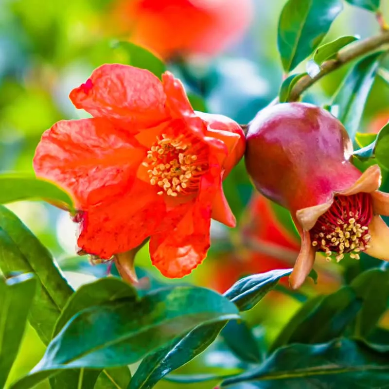 Granaatappel plant 30- 40 cm (Punica Granatum)